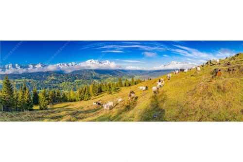 Bergschafe auf der ersten Weide im Frühling bei Garmisch-Partenkirchen mit Blick zum Zugspitzmassiv - Erste Weide - Seitenverhältnis 3:1 - Schafe bei Garmisch-Partenkirchen - weitere Infos unter https://www.kriner-weiermann.de