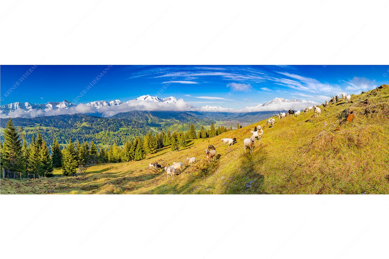 Erste Weide – Seitenverhältnis 3:1 — Schafe bei Garmisch-Partenkirchen Bergschafe auf der ersten Weide im Frühling bei Garmisch-Partenkirchen mit Blick zum Zugspitzmassiv