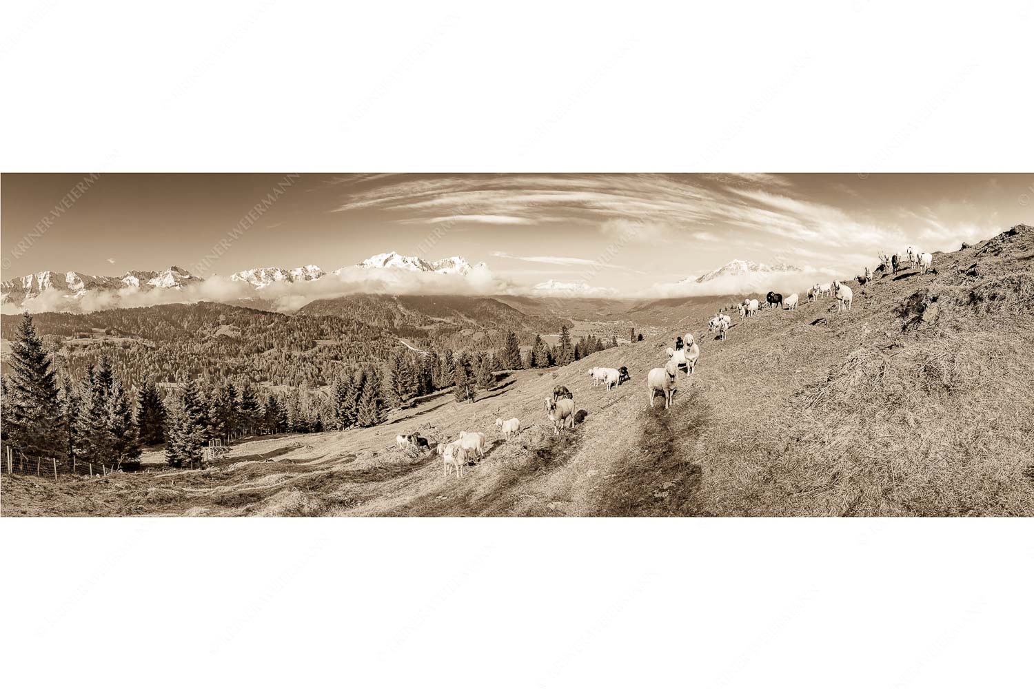 Bergschafe auf der ersten Weide im Frühling bei Garmisch-Partenkirchen mit Blick zum Zugspitzmassiv