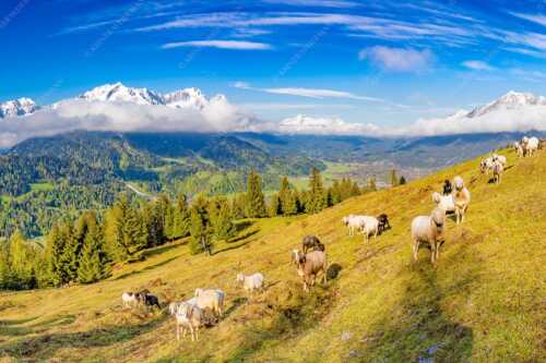 Bergschafe auf der ersten Weide im Frühling bei Garmisch-Partenkirchen mit Blick zum Zugspitzmassiv - Erste Weide - Seitenverhältnis 3:2 - Schafe bei Garmisch-Partenkirchen - weitere Infos unter https://www.kriner-weiermann.de