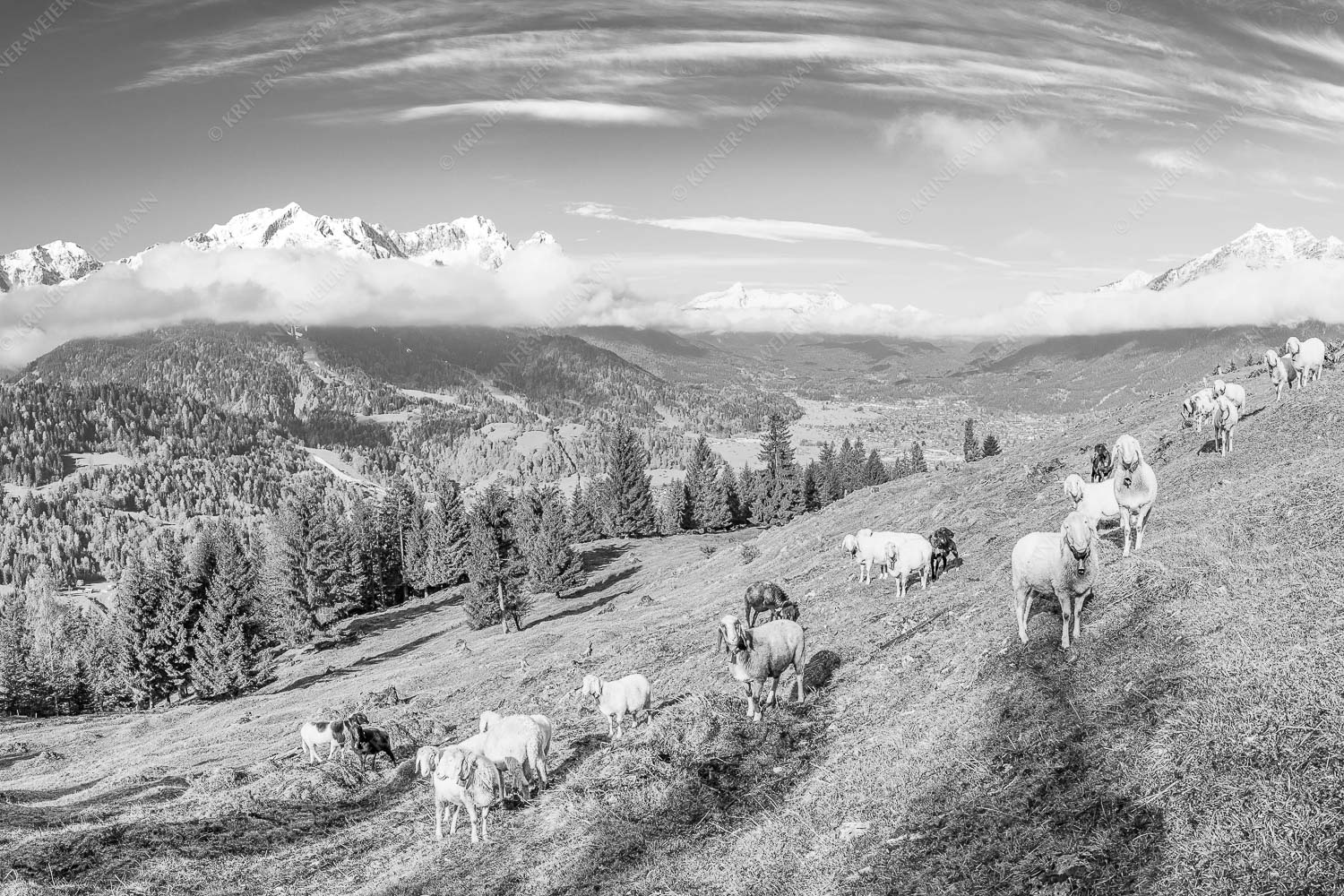 Erste Weide – Seitenverhältnis 3:2 — Schafe bei Garmisch-Partenkirchen Bergschafe auf der ersten Weide im Frühling bei Garmisch-Partenkirchen mit Blick zum Zugspitzmassiv