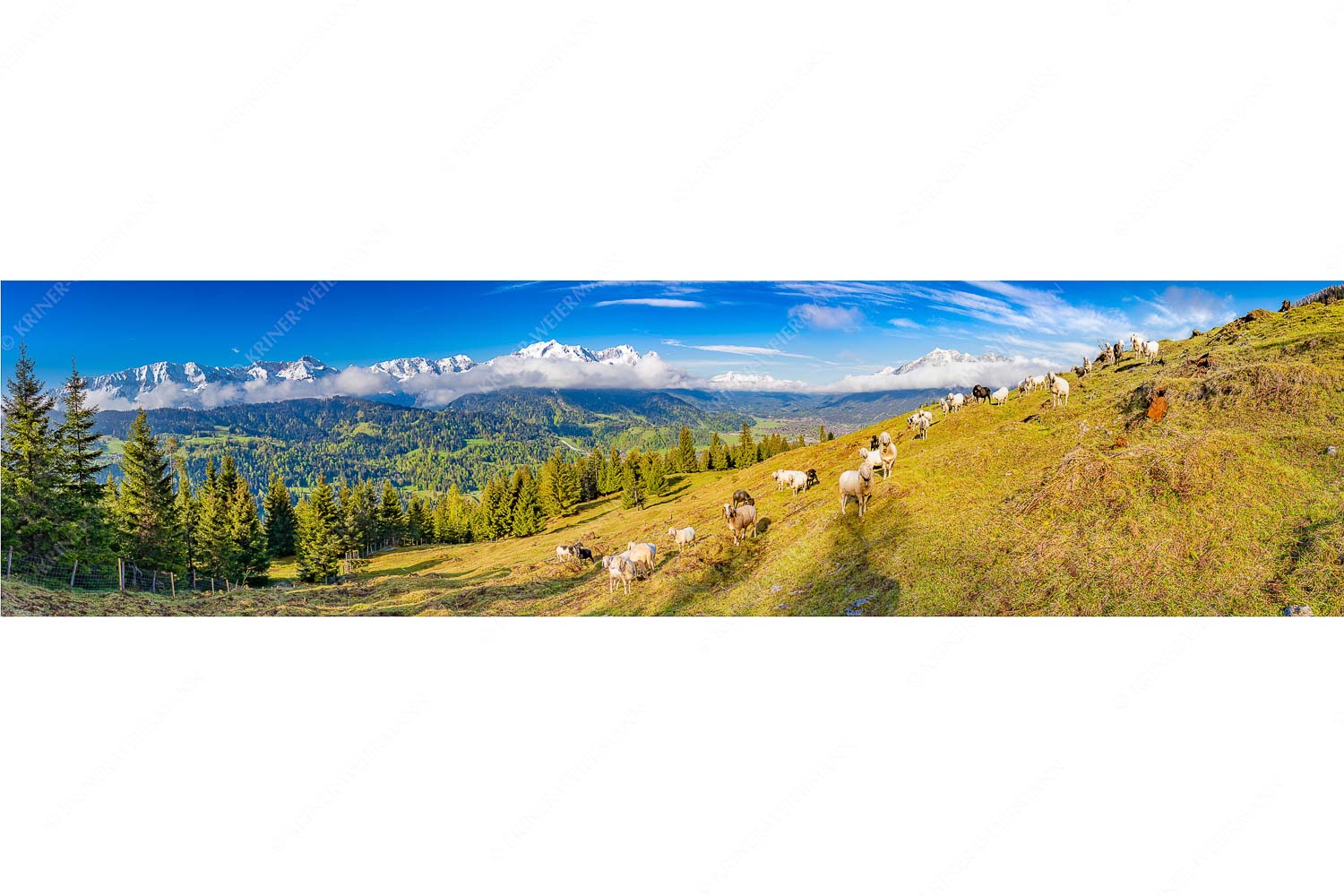 Erste Weide – Seitenverhältnis 4:1 — Schafe bei Garmisch-Partenkirchen Bergschafe auf der ersten Weide im Frühling bei Garmisch-Partenkirchen mit Blick zum Zugspitzmassiv