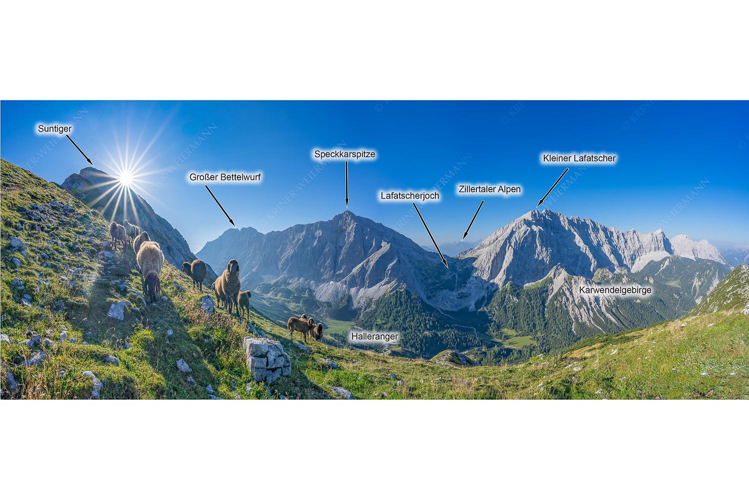 Bergschafe am Sunntiger bei Sonnenaufgang mit Speckkar- und Lafatscherspitzen - Neugierige Bergschaferl - 