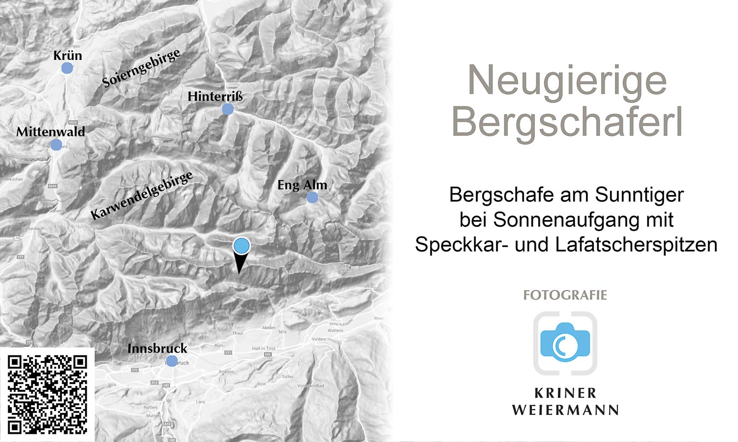 Bergschafe am Sunntiger bei Sonnenaufgang mit Speckkar- und Lafatscherspitzen - Neugierige Bergschaferl - 