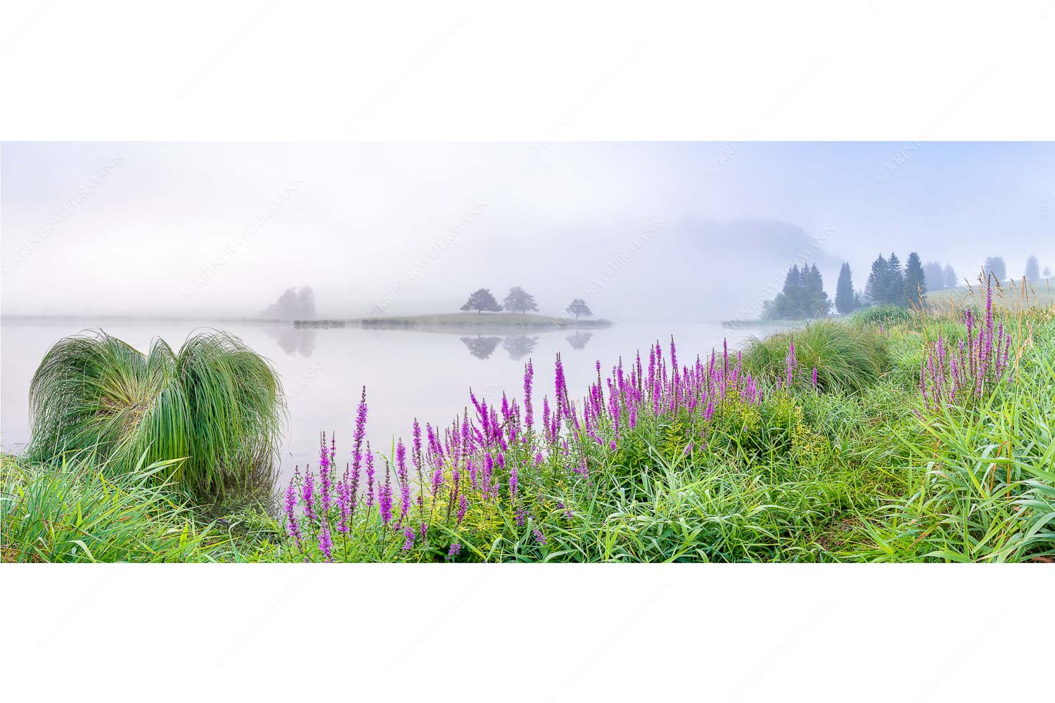 Farbe im Grau – Seitenverhältnis 2,5:1 — Blutweiderich im Nebel am Schmalensee Sommermorgen am Schmalensee