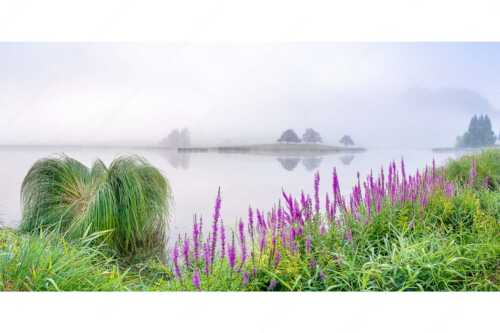 Sommermorgen am Schmalensee - Farbe im Grau - Seitenverhältnis 2:1 - Blutweiderich im Nebel am Schmalensee - weitere Infos unter https://www.kriner-weiermann.de