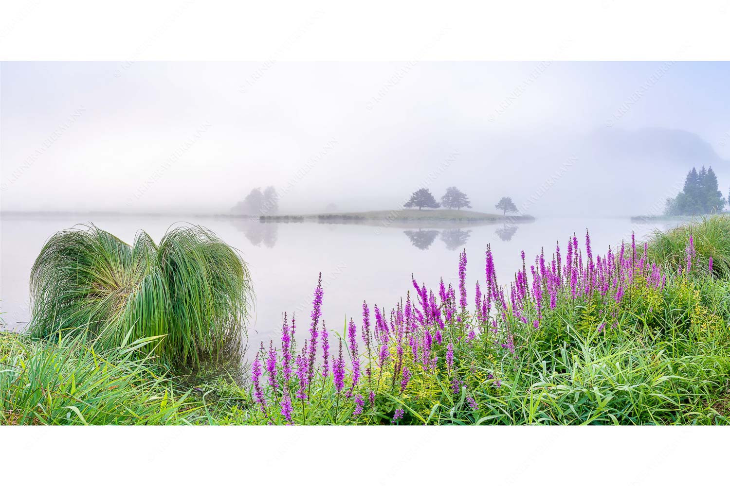 Farbe im Grau – Seitenverhältnis 2:1 — Blutweiderich im Nebel am Schmalensee Sommermorgen am Schmalensee