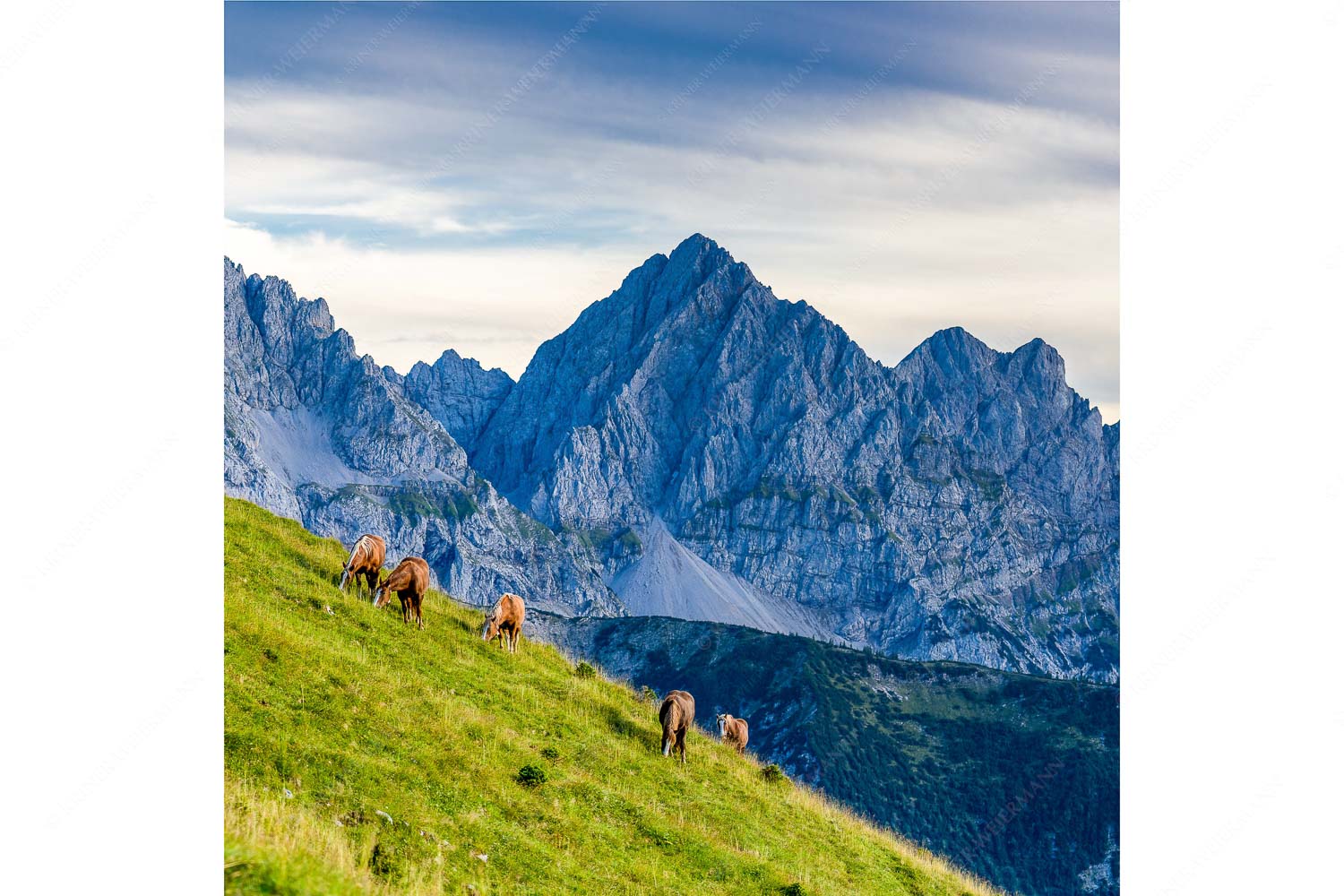 Feldern – Seitenverhältnis 1:1 — Pferde im Karwendel mit Tiefkarspitze Haflinger auf der Sommerweide im Soierngebirge