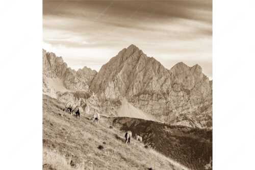Haflinger auf der Sommerweide im Soierngebirge - Feldern - Seitenverhältnis 1:1 - Pferde im Karwendel mit Tiefkarspitze - weitere Infos unter https://www.kriner-weiermann.de