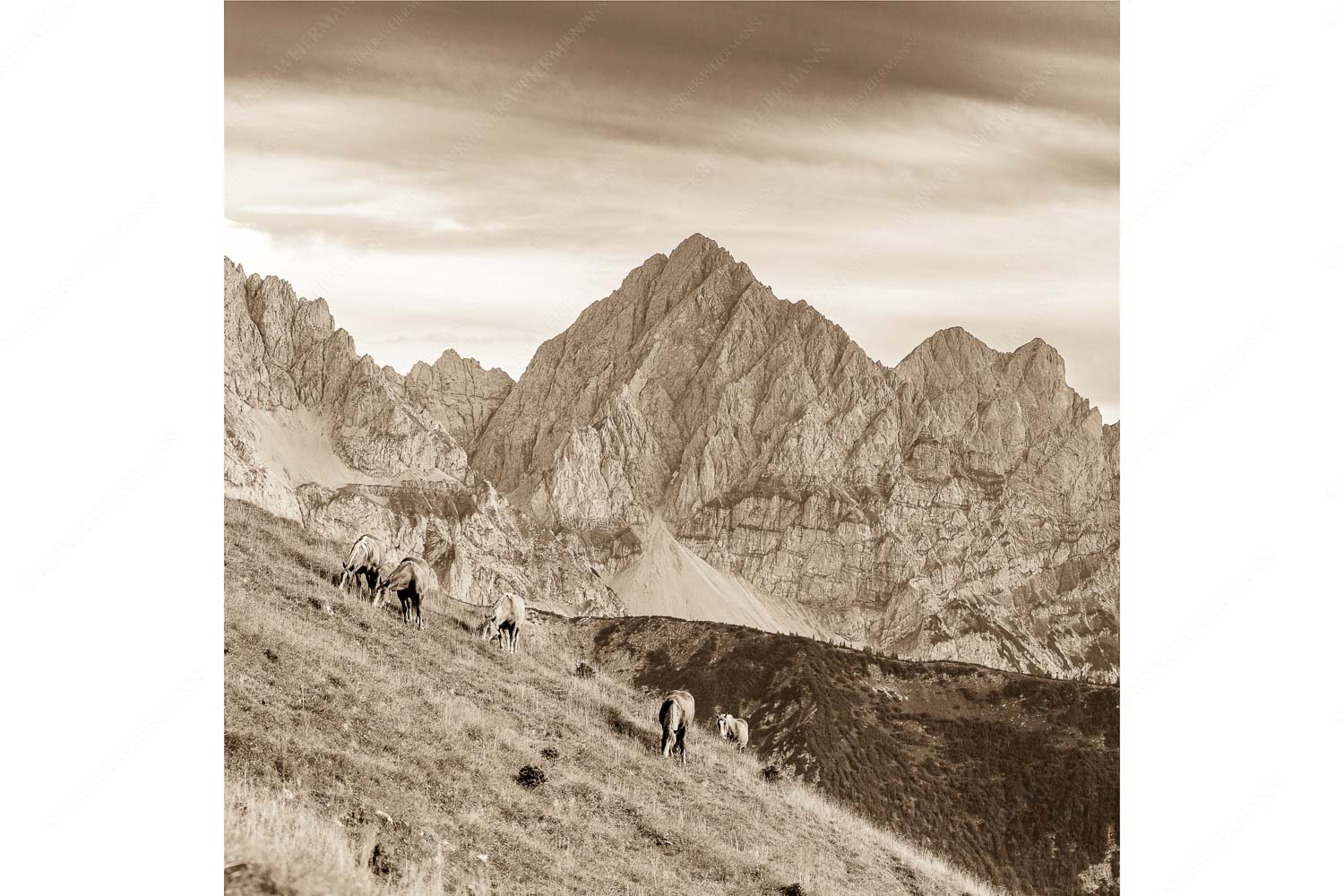 Feldern – Seitenverhältnis 1:1 — Pferde im Karwendel mit Tiefkarspitze Haflinger auf der Sommerweide im Soierngebirge
