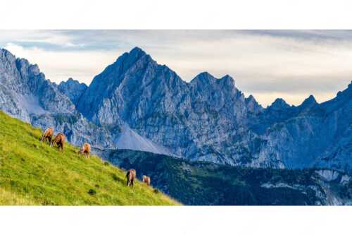 Haflinger auf der Sommerweide im Soierngebirge - Feldern - Seitenverhältnis 2:1 - Pferde im Karwendel mit Tiefkarspitze - weitere Infos unter https://www.kriner-weiermann.de