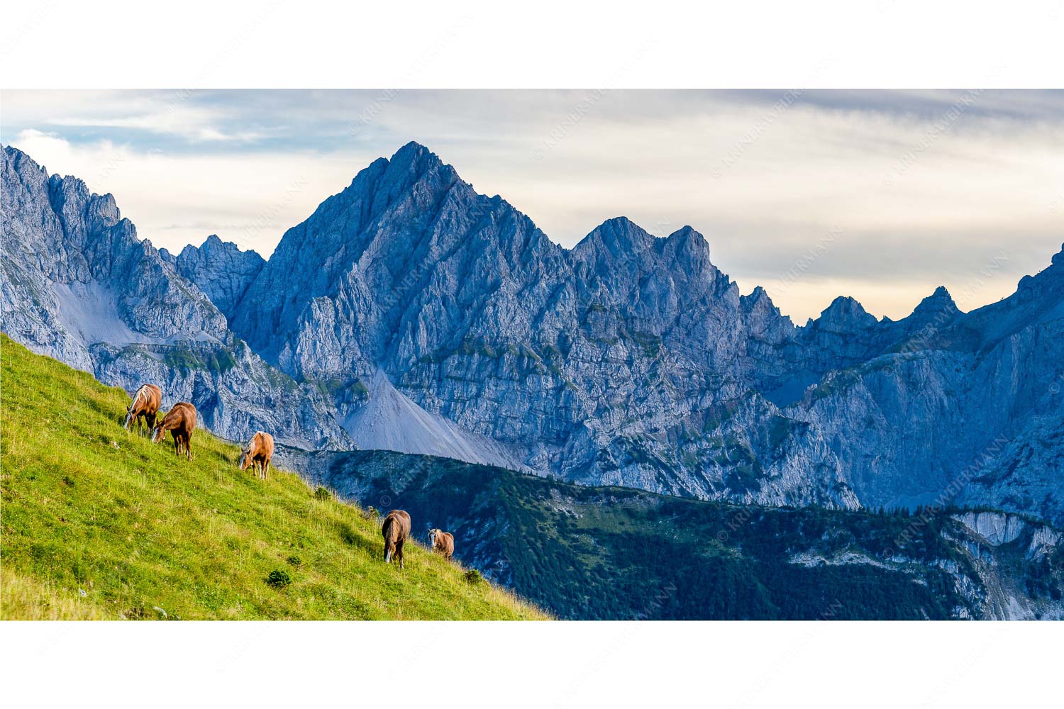 Feldern – Seitenverhältnis 2:1 — Pferde im Karwendel mit Tiefkarspitze Haflinger auf der Sommerweide im Soierngebirge