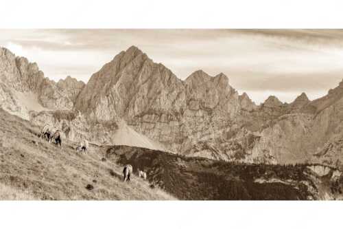 Haflinger auf der Sommerweide im Soierngebirge - Feldern - Seitenverhältnis 2:1 - Pferde im Karwendel mit Tiefkarspitze - weitere Infos unter https://www.kriner-weiermann.de