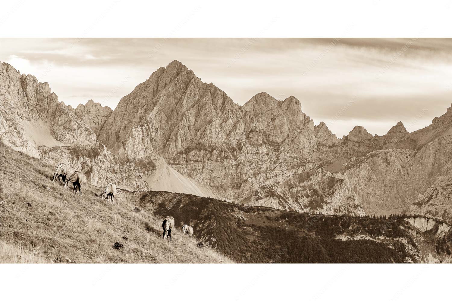 Feldern – Seitenverhältnis 2:1 — Pferde im Karwendel mit Tiefkarspitze Haflinger auf der Sommerweide im Soierngebirge