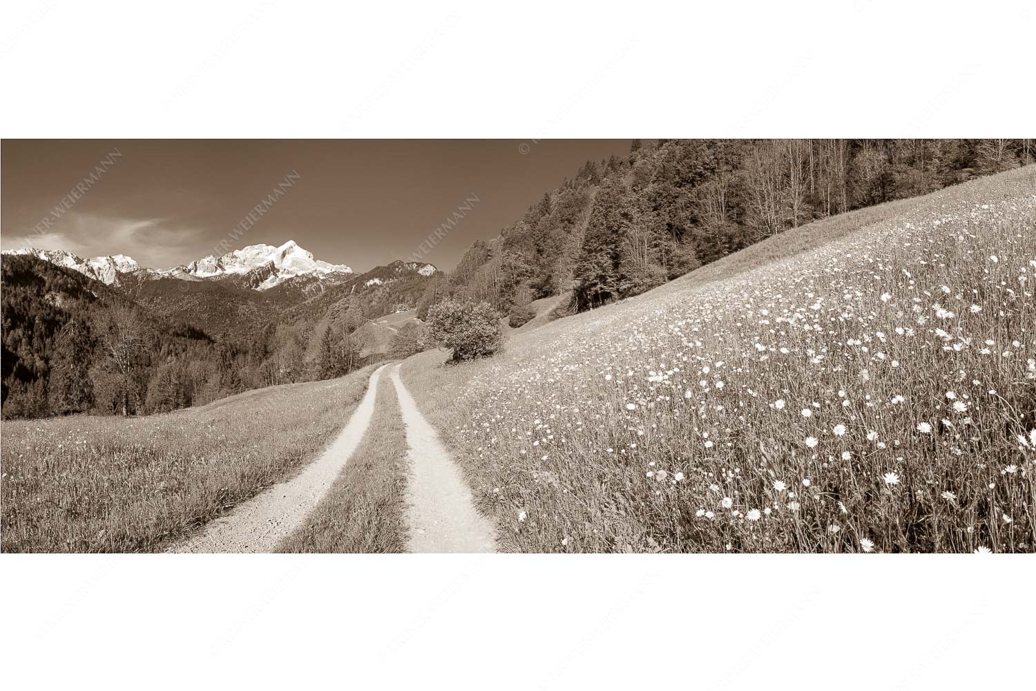 Feldweg durch die Bergbauernwiesen unterhalb vom Eckbauern