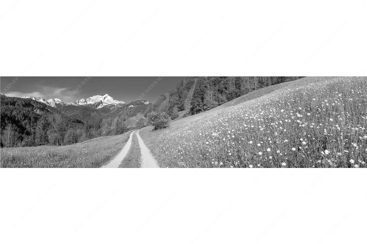 Feldweg – Seitenverhältnis 4:1 — Alpspitze mit Hintergraseck Feldweg durch die Bergbauernwiesen unterhalb vom Eckbauern