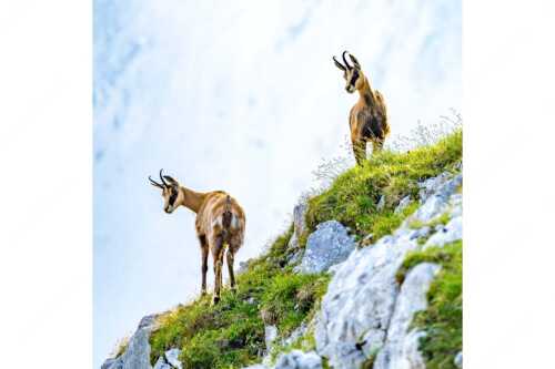 Aufmerksame Gämsen im Karwendelgebirge - Fest im Blick - Seitenverhältnis 1:1 - Gämsen im Karwendel - weitere Infos unter https://www.kriner-weiermann.de