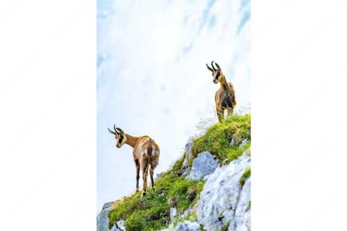 Aufmerksame Gämsen im Karwendelgebirge - Fest im Blick - Seitenverhältnis 2:3 - Gämsen im Karwendel - weitere Infos unter https://www.kriner-weiermann.de