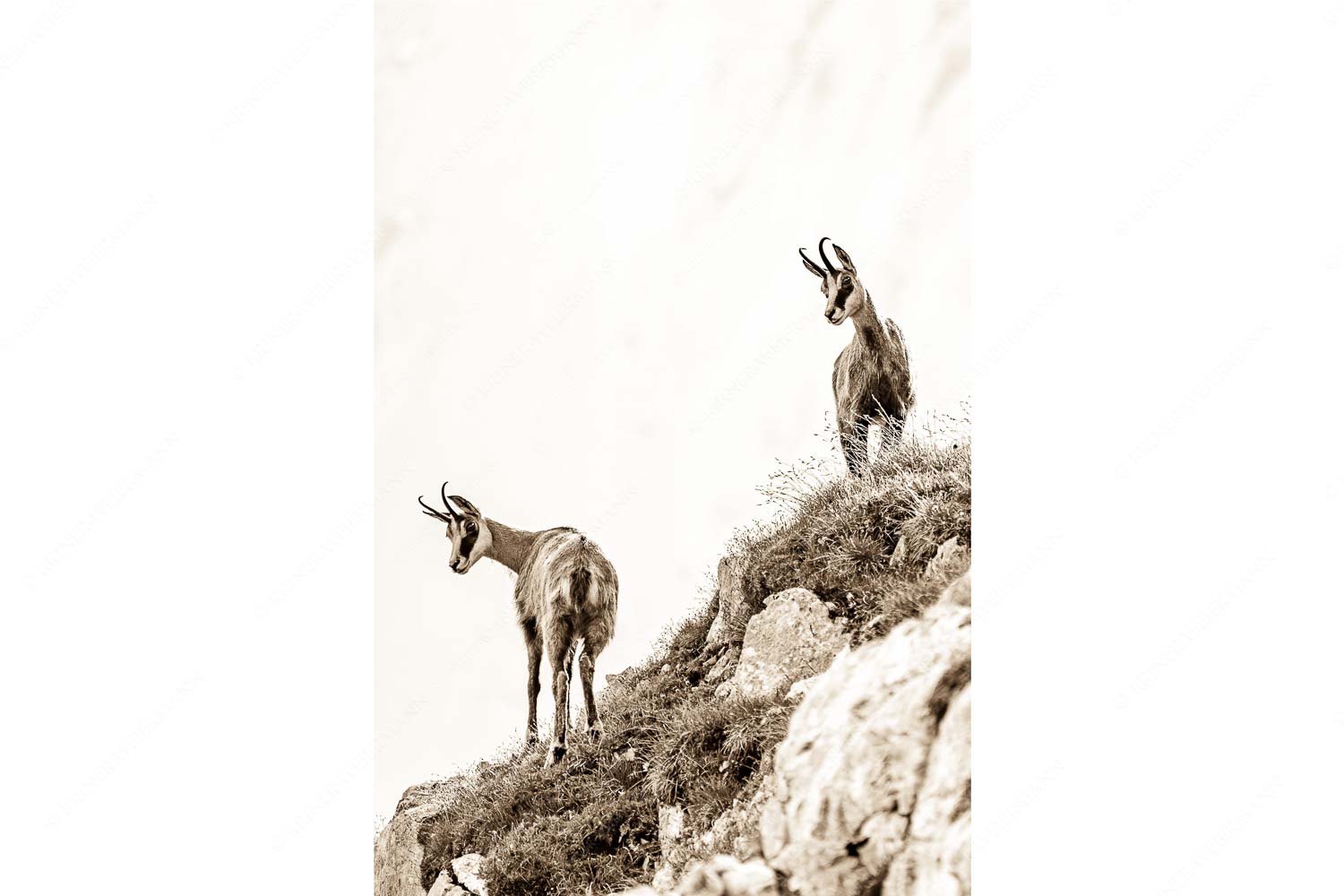 Aufmerksame Gämsen im Karwendelgebirge