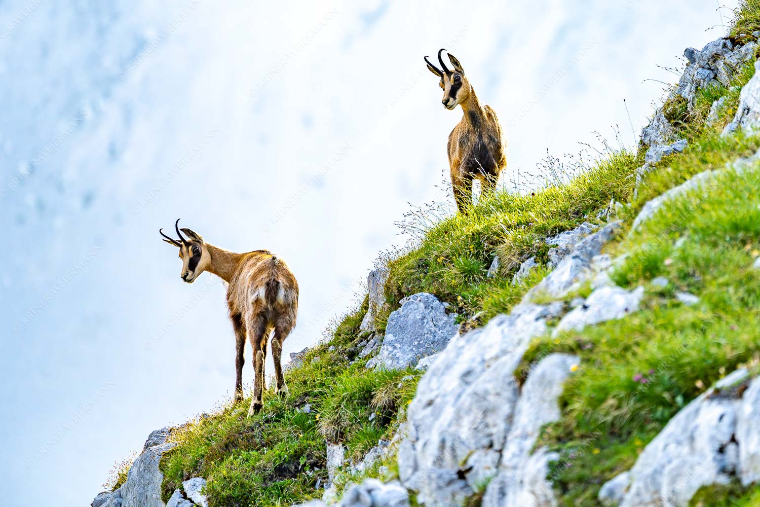 Aufmerksame Gämsen im Karwendelgebirge - Fest im Blick - Seitenverhältnis 3:2 - Gämsen im Karwendel - weitere Infos unter https://www.kriner-weiermann.de
