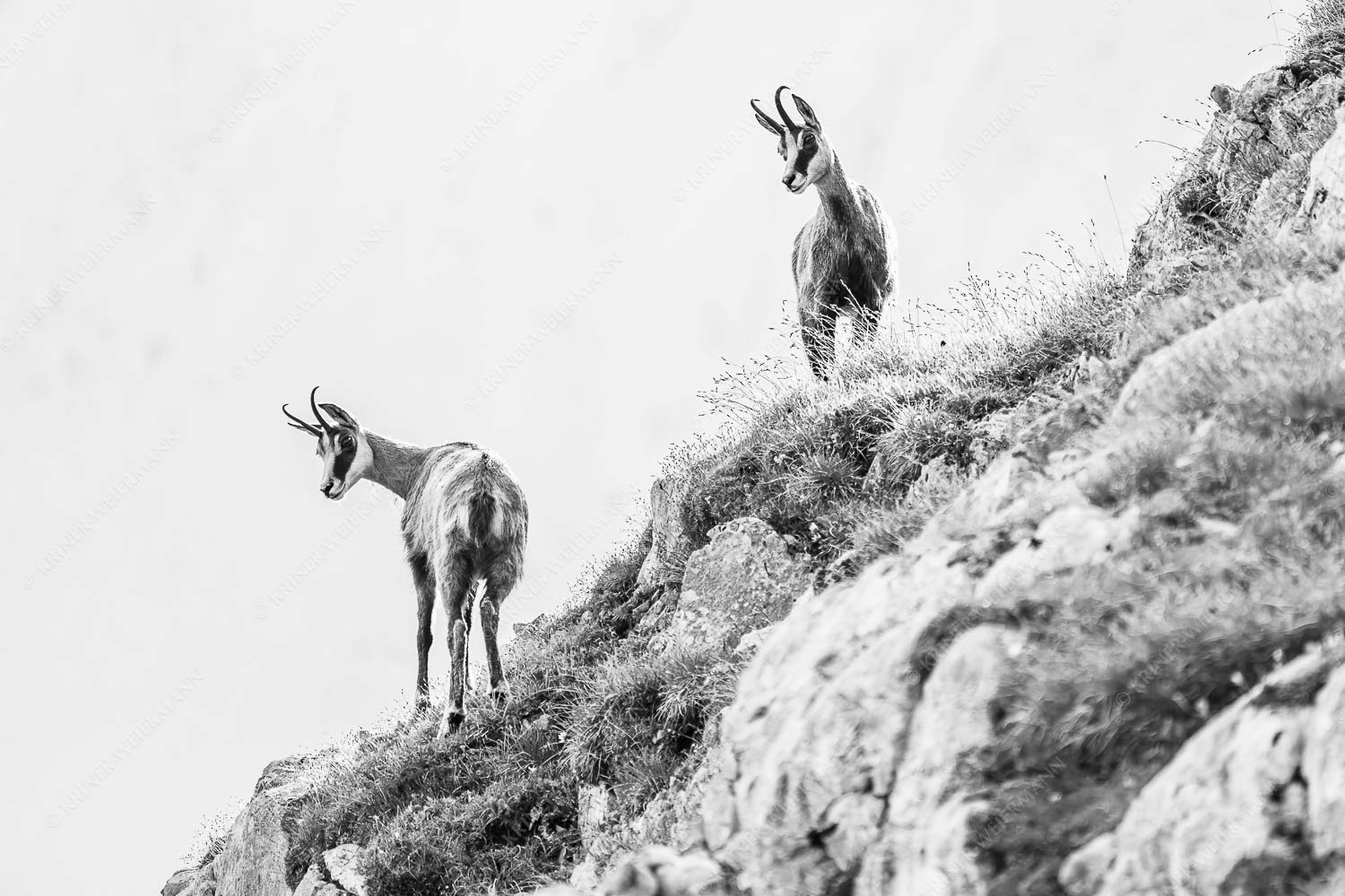 Aufmerksame Gämsen im Karwendelgebirge - Fest im Blick - Seitenverhältnis 3:2 - Gämsen im Karwendel - weitere Infos unter https://www.kriner-weiermann.de