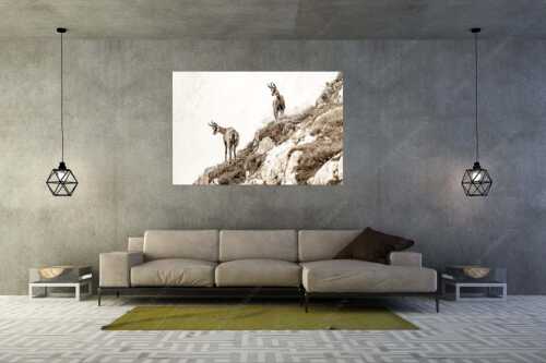 Aufmerksame Gämsen im Karwendelgebirge - Fest im Blick - Größe ca. 180x120cm, Seitenverhältnis 3:2 - Gämsen im Karwendel - weitere Infos unter https://www.kriner-weiermann.de