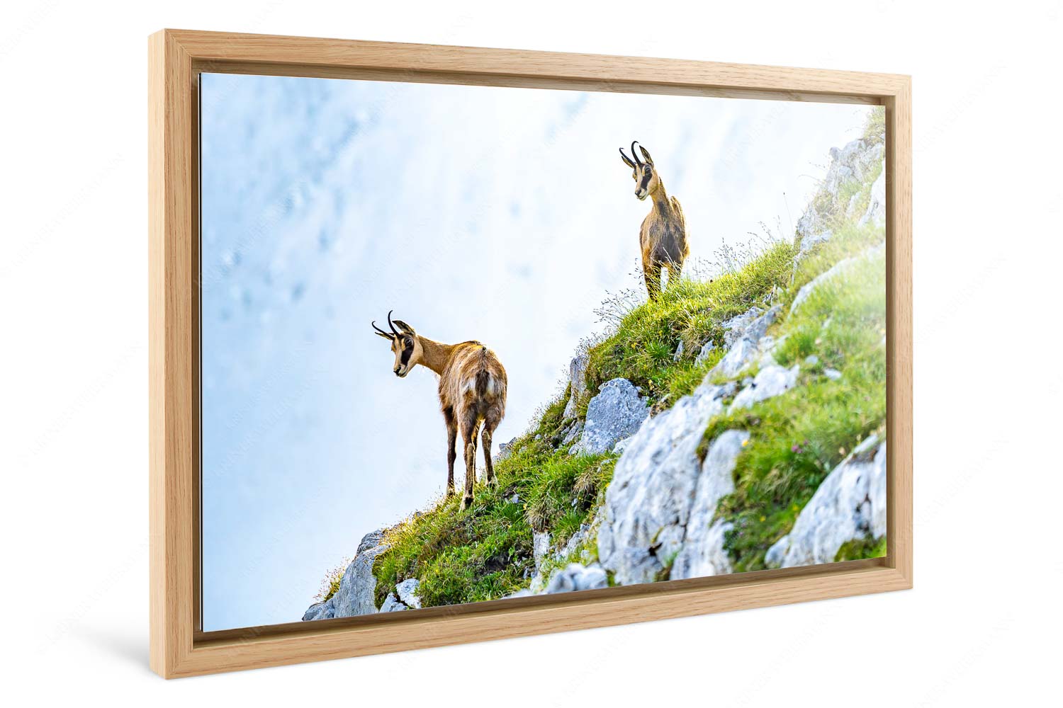 Fest im Blick – Foto im Schattenfugen-Rahmen — Gämsen im Karwendel Aufmerksame Gämsen im Karwendelgebirge - Fest im Blick - Foto im Schattenfugen-Rahmen - Gämsen im Karwendel - weitere Infos unter https://www.kriner-weiermann.de