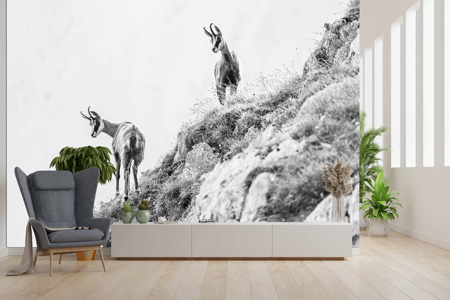 Aufmerksame Gämsen im Karwendelgebirge - Fest im Blick - Größe ca. 300x200cm, Seitenverhältnis 3:2 - Gämsen im Karwendel - weitere Infos unter https://www.kriner-weiermann.de