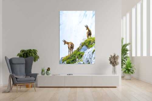 Aufmerksame Gämsen im Karwendelgebirge - Fest im Blick - Größe ca. 120x180cm, Seitenverhältnis 2:3 - Gämsen im Karwendel - weitere Infos unter https://www.kriner-weiermann.de