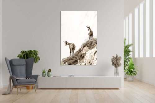 Aufmerksame Gämsen im Karwendelgebirge - Fest im Blick - Größe ca. 120x180cm, Seitenverhältnis 2:3 - Gämsen im Karwendel - weitere Infos unter https://www.kriner-weiermann.de