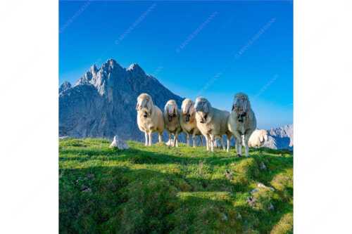 Bergschafe am Frauenalpl mit Partenkirchner Dreitorspitze im Wettersteingebirge - Freundliche Weggefährten - Seitenverhältnis 1:1 - Schafe mit Dreitorspitze im Wetterstein - weitere Infos unter https://www.kriner-weiermann.de