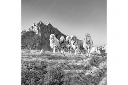 Bergschafe am Frauenalpl mit Partenkirchner Dreitorspitze im Wettersteingebirge - Freundliche Weggefährten - Seitenverhältnis 1:1 - Schafe mit Dreitorspitze im Wetterstein - weitere Infos unter https://www.kriner-weiermann.de