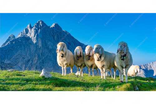 Bergschafe am Frauenalpl mit Partenkirchner Dreitorspitze im Wettersteingebirge - Freundliche Weggefährten - Seitenverhältnis 2:1 - Schafe mit Dreitorspitze im Wetterstein - weitere Infos unter https://www.kriner-weiermann.de