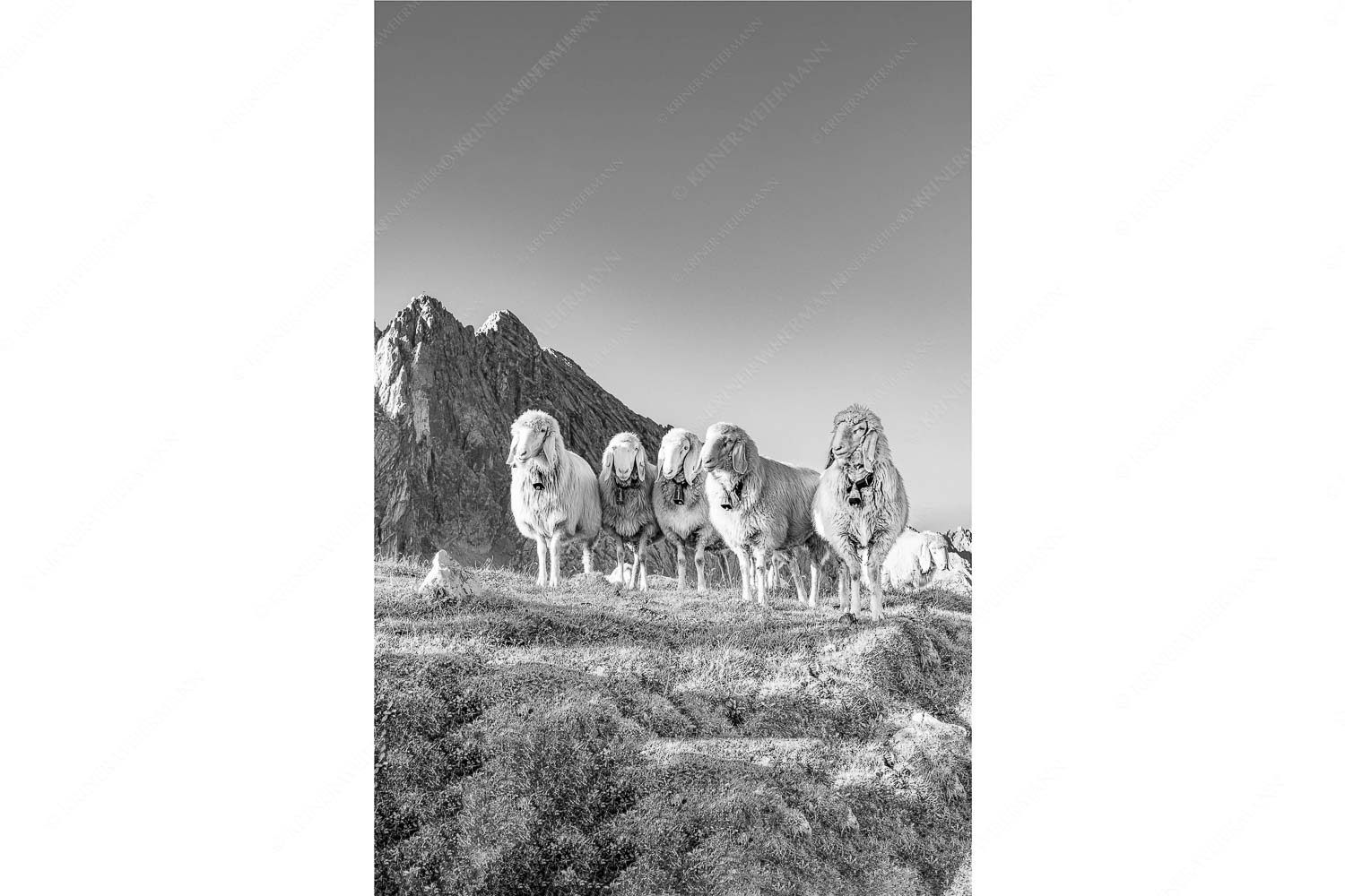 Bergschafe am Frauenalpl mit Partenkirchner Dreitorspitze im Wettersteingebirge