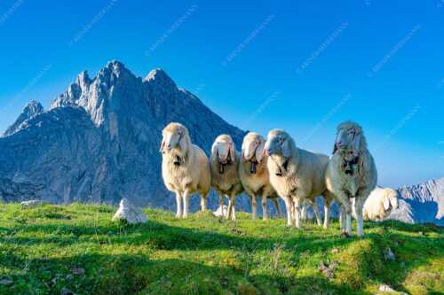 Bergschafe am Frauenalpl mit Partenkirchner Dreitorspitze im Wettersteingebirge - Freundliche Weggefährten - Seitenverhältnis 3:2 - Schafe mit Dreitorspitze im Wetterstein - weitere Infos unter https://www.kriner-weiermann.de