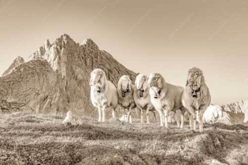 Bergschafe am Frauenalpl mit Partenkirchner Dreitorspitze im Wettersteingebirge - Freundliche Weggefährten - Seitenverhältnis 3:2 - Schafe mit Dreitorspitze im Wetterstein - weitere Infos unter https://www.kriner-weiermann.de