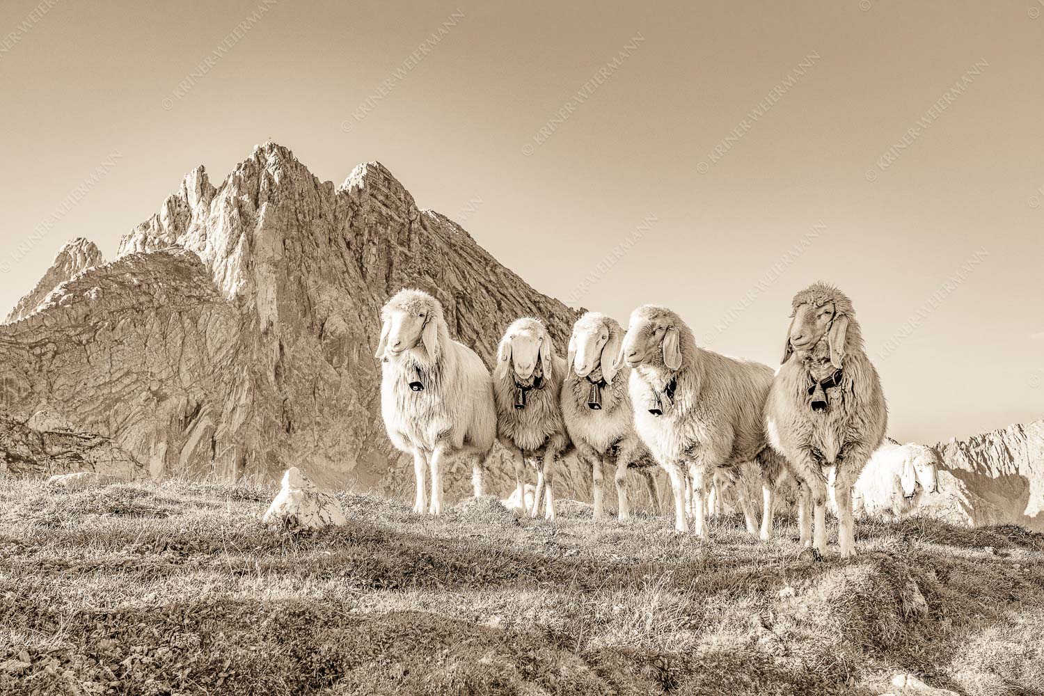 Freundliche Weggefährten – Seitenverhältnis 3:2 — Schafe mit Dreitorspitze im Wetterstein Bergschafe am Frauenalpl mit Partenkirchner Dreitorspitze im Wettersteingebirge
