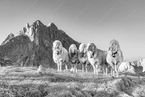 Bergschafe am Frauenalpl mit Partenkirchner Dreitorspitze im Wettersteingebirge - Freundliche Weggefährten - Seitenverhältnis 3:2 - Schafe mit Dreitorspitze im Wetterstein - weitere Infos unter https://www.kriner-weiermann.de