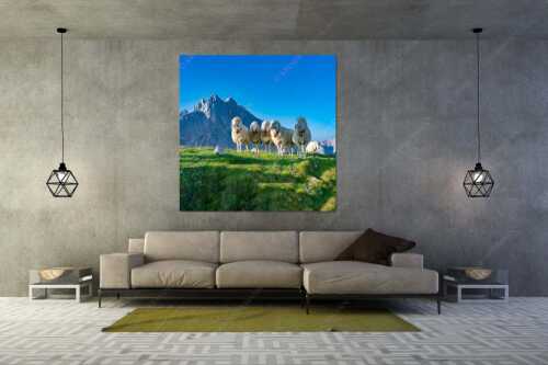 Bergschafe am Frauenalpl mit Partenkirchner Dreitorspitze im Wettersteingebirge - Freundliche Weggefährten - Größe ca. 160x160cm, Seitenverhältnis 1:1 - Schafe mit Dreitorspitze im Wetterstein - weitere Infos unter https://www.kriner-weiermann.de