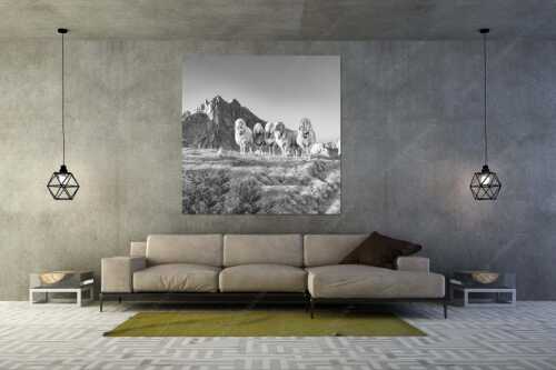Bergschafe am Frauenalpl mit Partenkirchner Dreitorspitze im Wettersteingebirge - Freundliche Weggefährten - Größe ca. 160x160cm, Seitenverhältnis 1:1 - Schafe mit Dreitorspitze im Wetterstein - weitere Infos unter https://www.kriner-weiermann.de