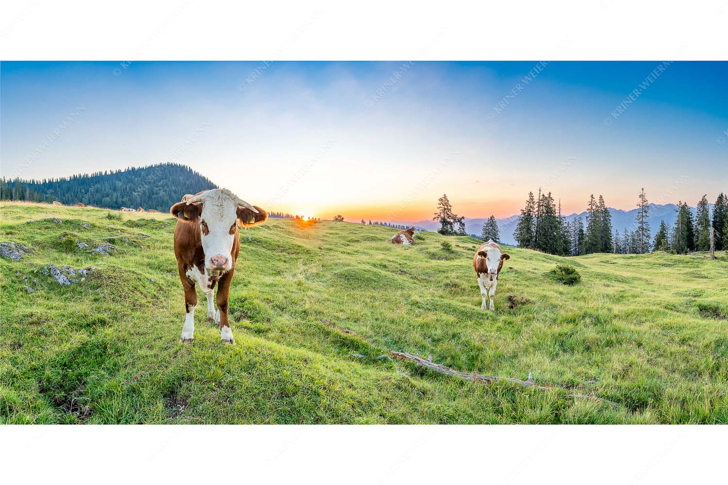 Frühauf gut drauf – Seitenverhältnis 2:1 — Junge Rinder auf der Krüneralm Jungvieh auf der Krüneralm im Estergebirge bei Sonnenaufgang