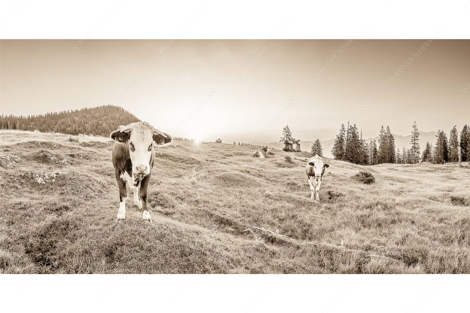 Frühauf gut drauf – Seitenverhältnis 2:1 — Junge Rinder auf der Krüneralm Jungvieh auf der Krüneralm im Estergebirge bei Sonnenaufgang