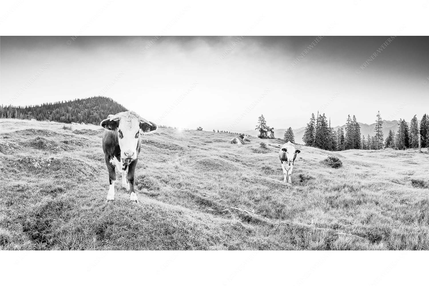 Jungvieh auf der Krüneralm im Estergebirge bei Sonnenaufgang - Frühauf gut drauf - Seitenverhältnis 2:1 - Junge Rinder auf der Krüneralm - weitere Infos unter https://www.kriner-weiermann.de