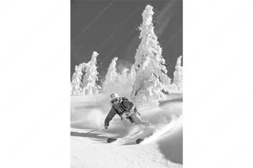 Pulverschnee zwischen angeraumten Bäumen - Fun - Seitenverhältnis 2:3 - Freeride Skifahren - weitere Infos unter https://www.kriner-weiermann.de
