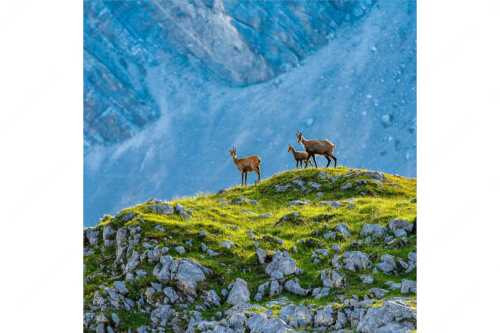 Gämsen mit Kitz im Karwendelgebirge - Gamslan - Seitenverhältnis 1:1 - Gämsen im Karwendel - weitere Infos unter https://www.kriner-weiermann.de