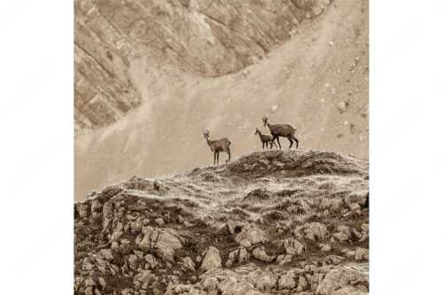 Gämsen mit Kitz im Karwendelgebirge - Gamslan - Seitenverhältnis 1:1 - Gämsen im Karwendel - weitere Infos unter https://www.kriner-weiermann.de