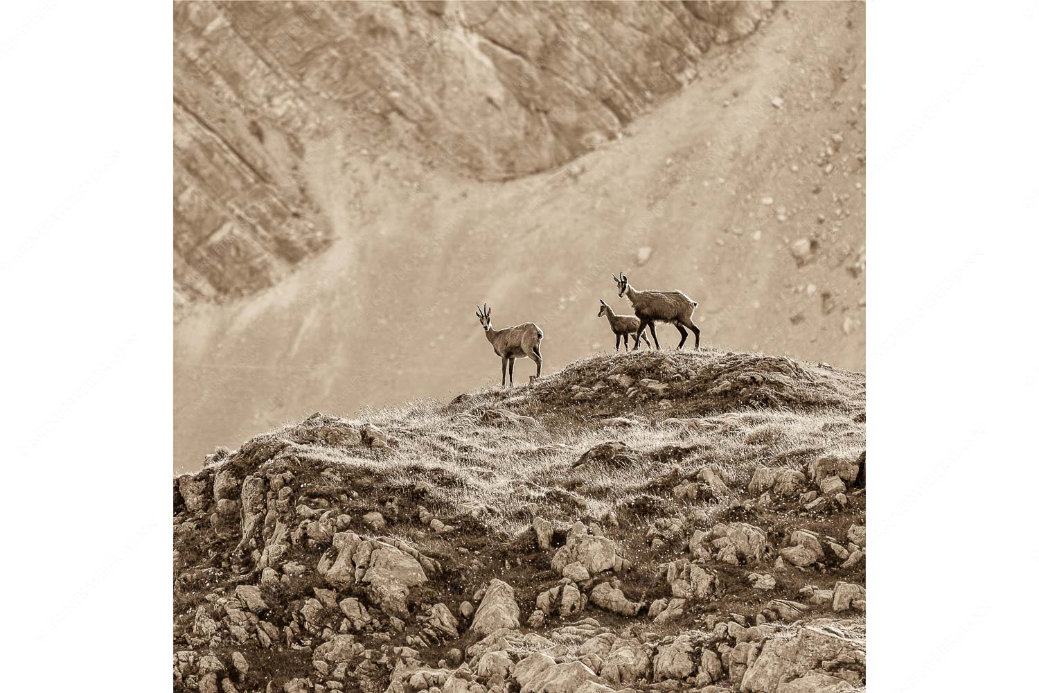 Gamslan – Seitenverhältnis 1:1 — Gämsen im Karwendel Gämsen mit Kitz im Karwendelgebirge