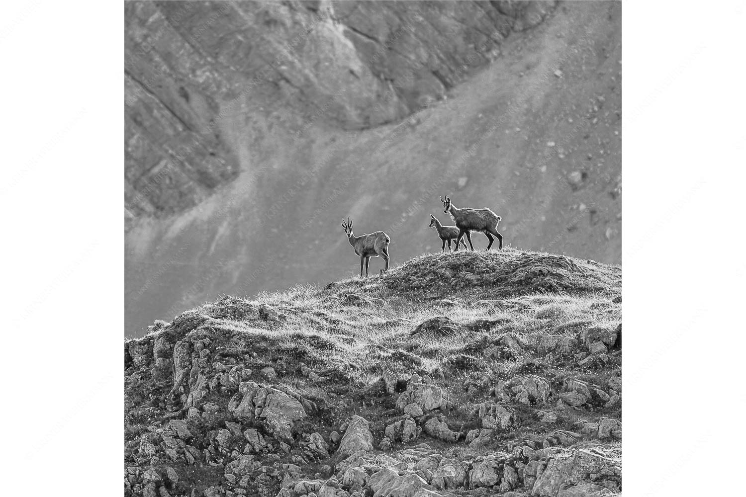 Gamslan – Seitenverhältnis 1:1 — Gämsen im Karwendel Gämsen mit Kitz im Karwendelgebirge