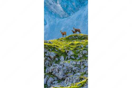 Gämsen mit Kitz im Karwendelgebirge - Gamslan - Seitenverhältnis 1:2 - Gämsen im Karwendel - weitere Infos unter https://www.kriner-weiermann.de