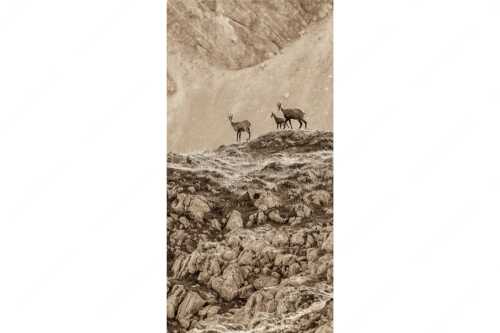 Gämsen mit Kitz im Karwendelgebirge - Gamslan - Seitenverhältnis 1:2 - Gämsen im Karwendel - weitere Infos unter https://www.kriner-weiermann.de